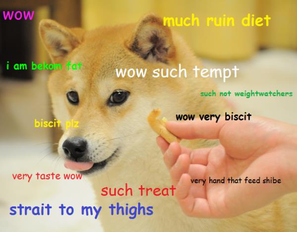 a picture of a shiba inu