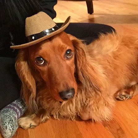 a picture of a wiener dog lookin like a
       real goof