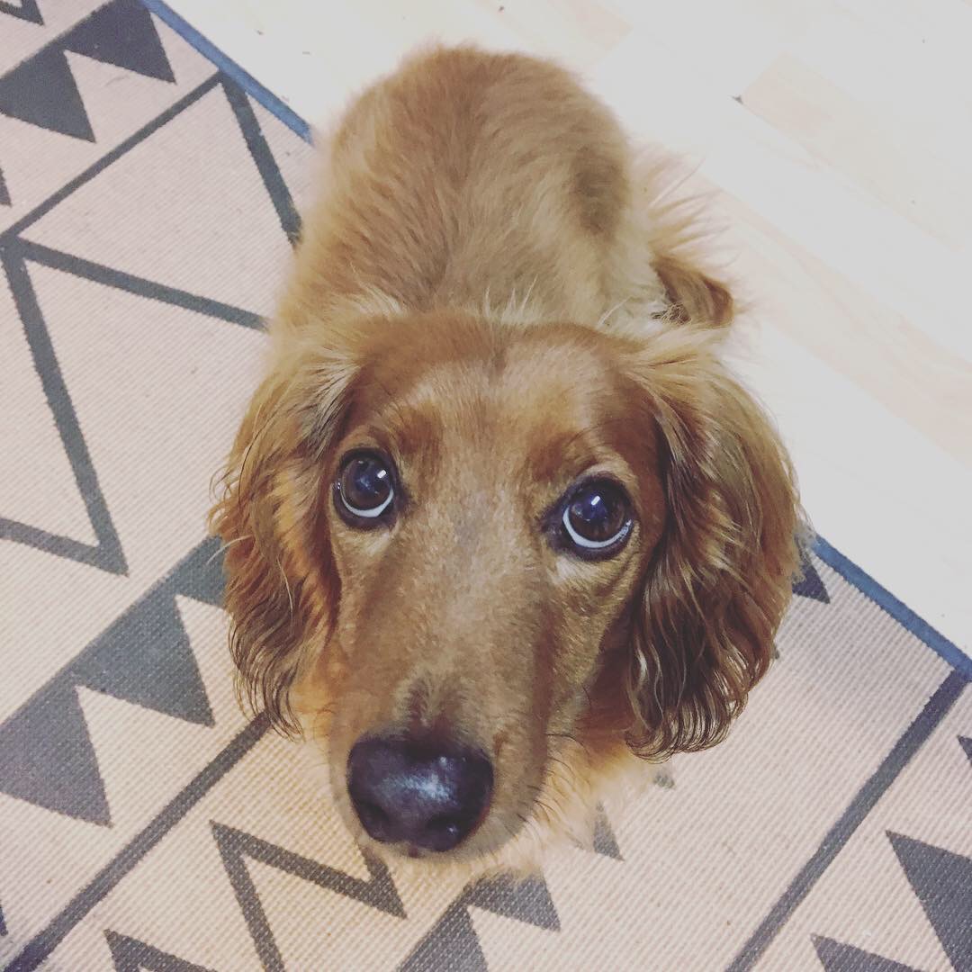 a wiener dog pic